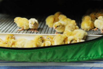 Many quail eggs close-up in a special box incubator.