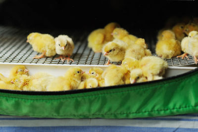 Many quail eggs close-up in a special box incubator.