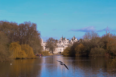 Bird flying over lake in london