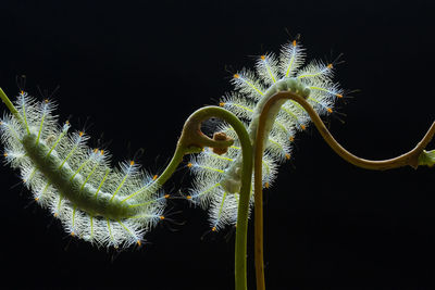 Close-up of succulent plant against black background