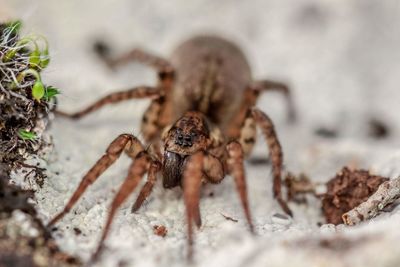 Close-up of spider