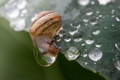 Close-up of snail on leaf