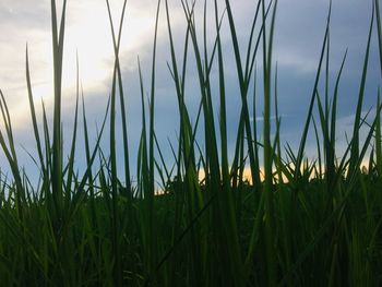 Close-up of stalks in field against sky