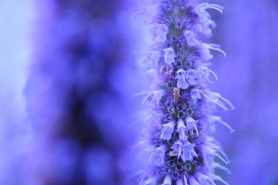 Close-up of purple flowers