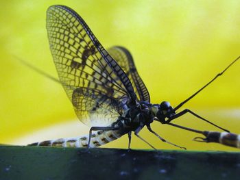 Close-up of insect perching on leaf