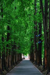 Rear view of man on road amidst trees in forest