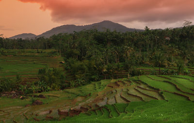 Scenic view of agricultural field against sky