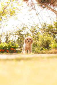 Dog in park