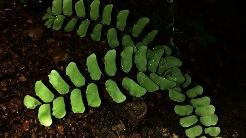 High angle view of fresh green leaf