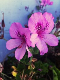 Close-up of pink flower