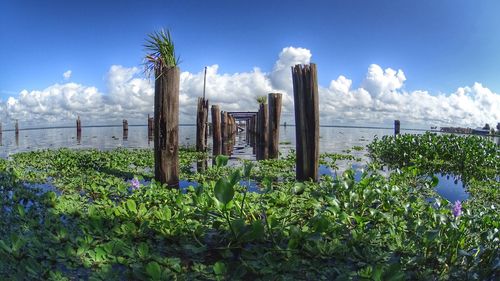 Plants growing in lake monroe