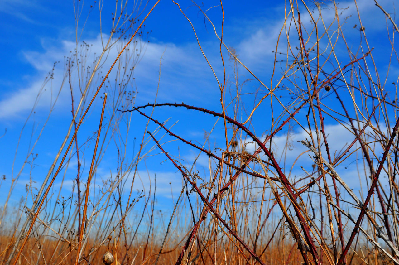 Reed - grass family