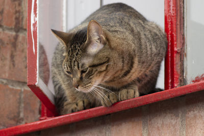 Close-up of a cat looking away