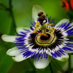 Close-up of purple flower