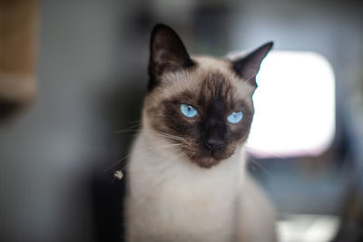 Portrait of a cat