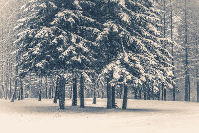 View of pine trees in forest during winter