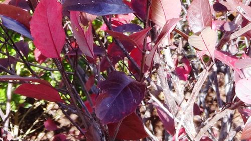 Close-up of red leaves