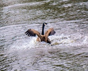 Swans swimming in lake