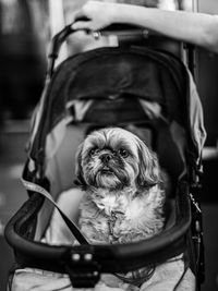 Portrait of dog sitting in car