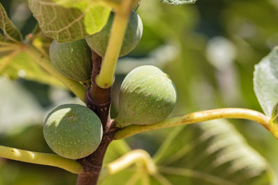 Close-up of fruit growing on tree