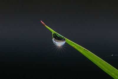 Close-up of water drops on plant against black background