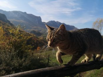 Cat looking away on mountain against sky