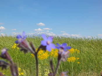 Close-up of plants growing on field against clear sky