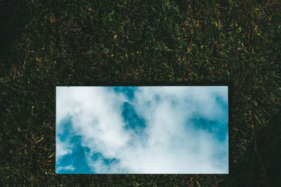 High angle view of plants on field