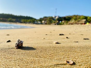 Close-up of crab on sand