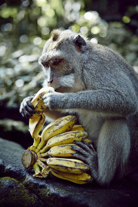 Close-up of monkey eating fruit