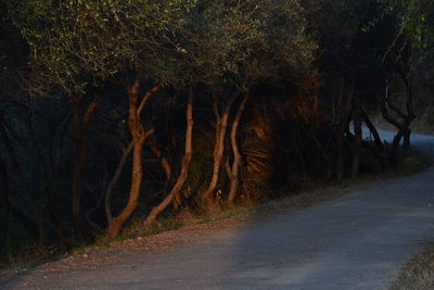 Road amidst trees in forest