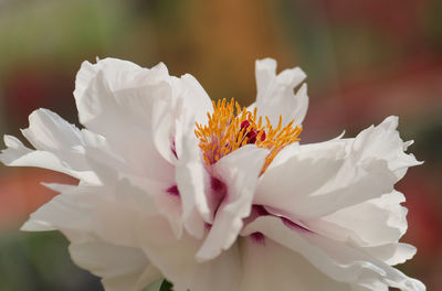 Close-up of white flowers