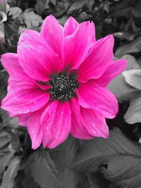 Macro shot of pink flower