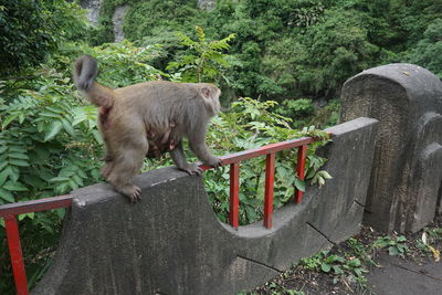 Monkey on railing against trees in forest