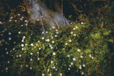 Close-up of flowers growing in sea