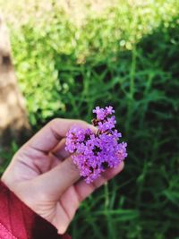 Close-up of hand holding purple flowering plants on field