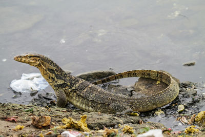 High angle view of monitor lizard on rock