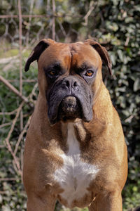 Brown boxer dog with white chest loose in the field