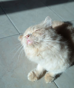 High angle view of cat