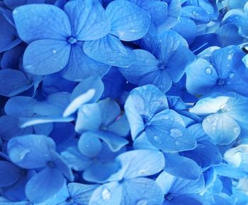 Close-up of blue hydrangea flowers