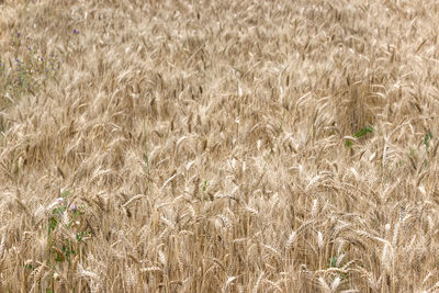 Full frame shot of wheat growing on field