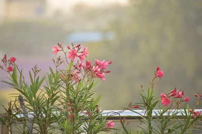 Close-up of pink flowering plants