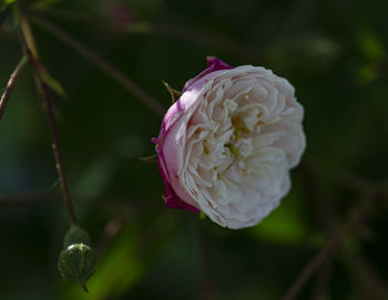 Close-up of pink rose