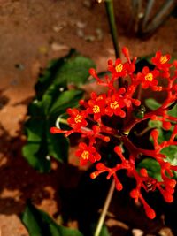 Close-up of red flowering plant