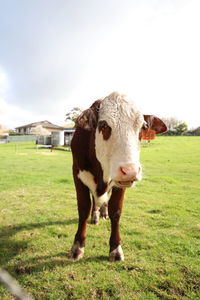 Portrait of cow on field