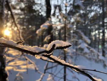 Close-up of frozen plant during winter
