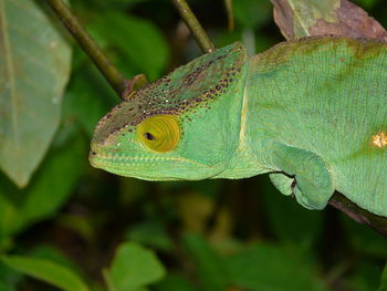 Close-up of chameleon on tree