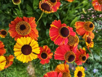 Close-up of flowering plants on field