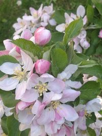 Close-up of pink flowers blooming outdoors