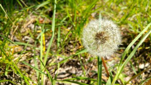 Close-up of dandelion on field